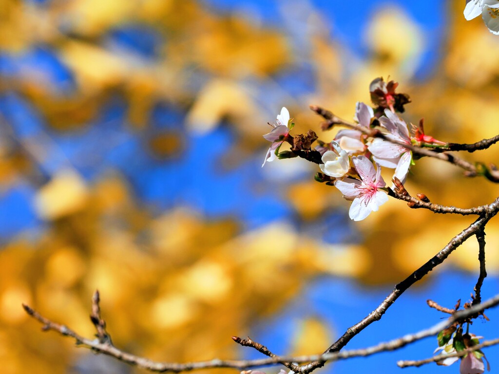 銀杏を従えて咲く桜