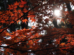 柔らかな陽射しに浮かび上がる