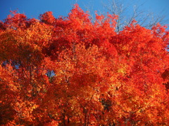萌え上がる紅葉