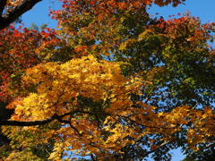 絵の具を撒き散らしてみた　かのような