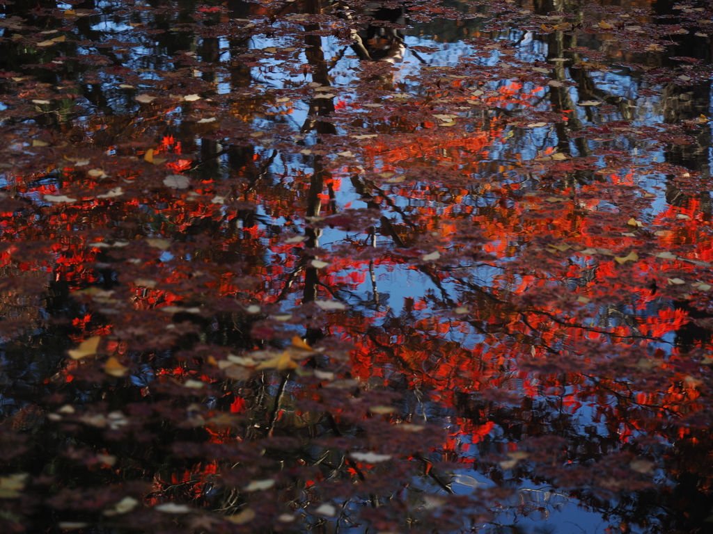 水面に油絵の如く描かれた秋1