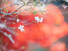 紅葉に映える桜