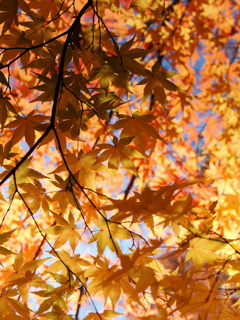 折り重なる黄色