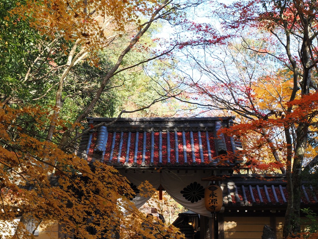 瓦を紅く染めた山門