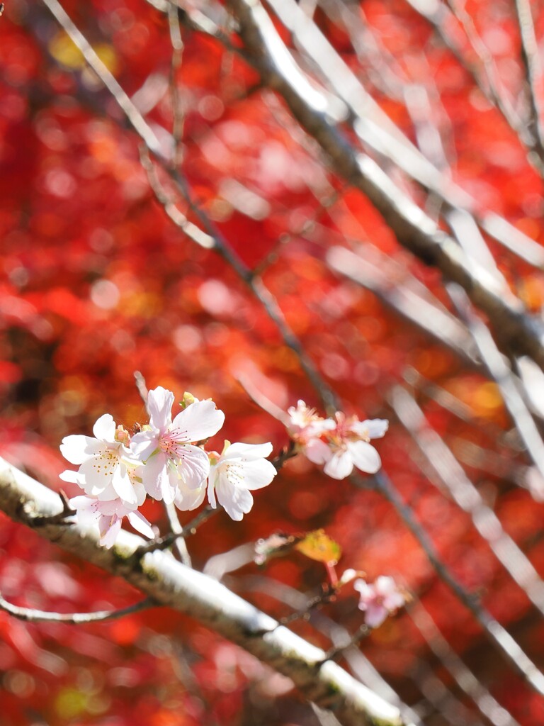 紅葉を背後に従えて