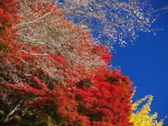 四季桜の山がそろそろ見頃2