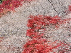四季桜の山がそろそろ見頃3