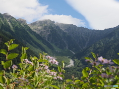 可憐な花越しに穂高連峰を望む