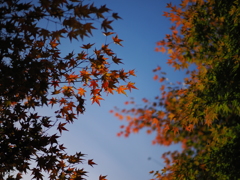 折り重なる紅葉