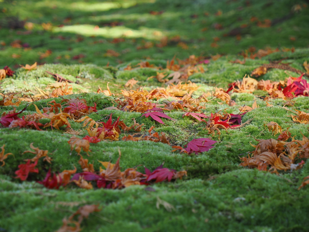 緑の絨毯を鮮やかに彩る