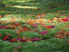 緑の絨毯を鮮やかに彩る