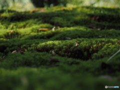 朝露をたたえた光苔