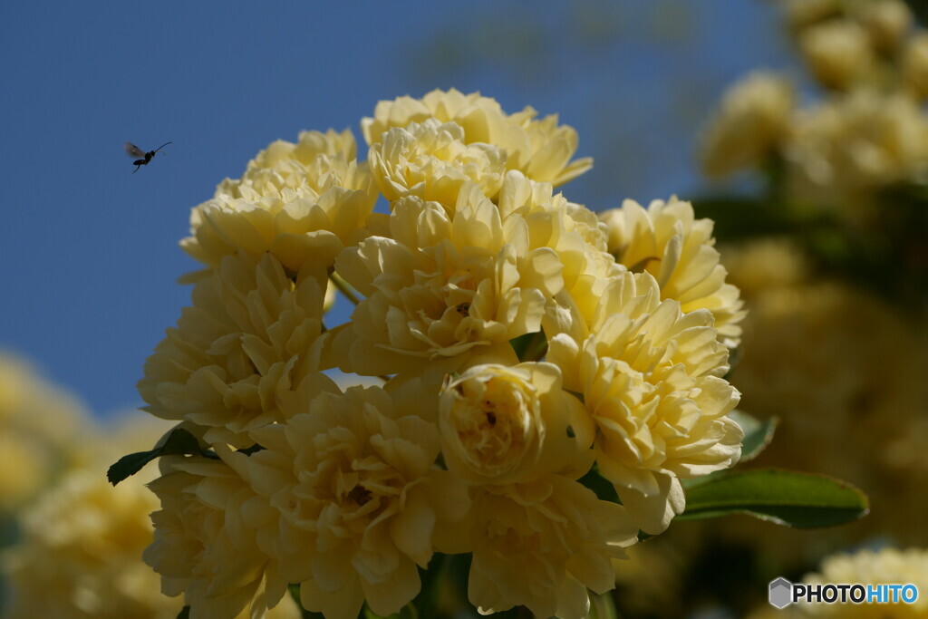 木香薔薇に誘われて