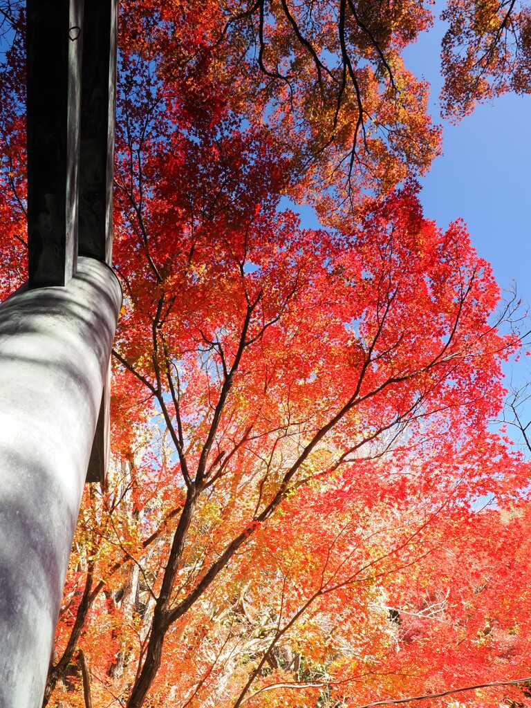 鳥居に覆い被さる秋
