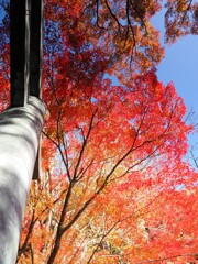 鳥居に覆い被さる秋