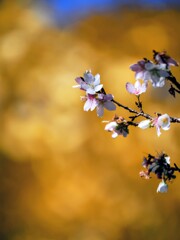 四季桜と銀杏の競艶