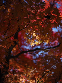 木漏れ陽に浮かび上がる秋の色