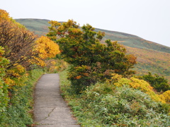 鳥海山の紅葉に分け入る第一歩