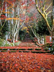 真っ赤に染まる参道