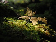 ここから大きくなれるかな！？