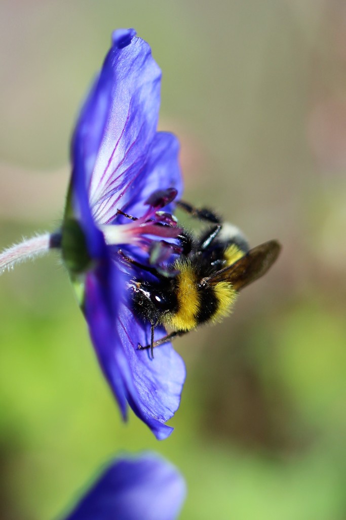 蜜集め、花粉集めに忙しく