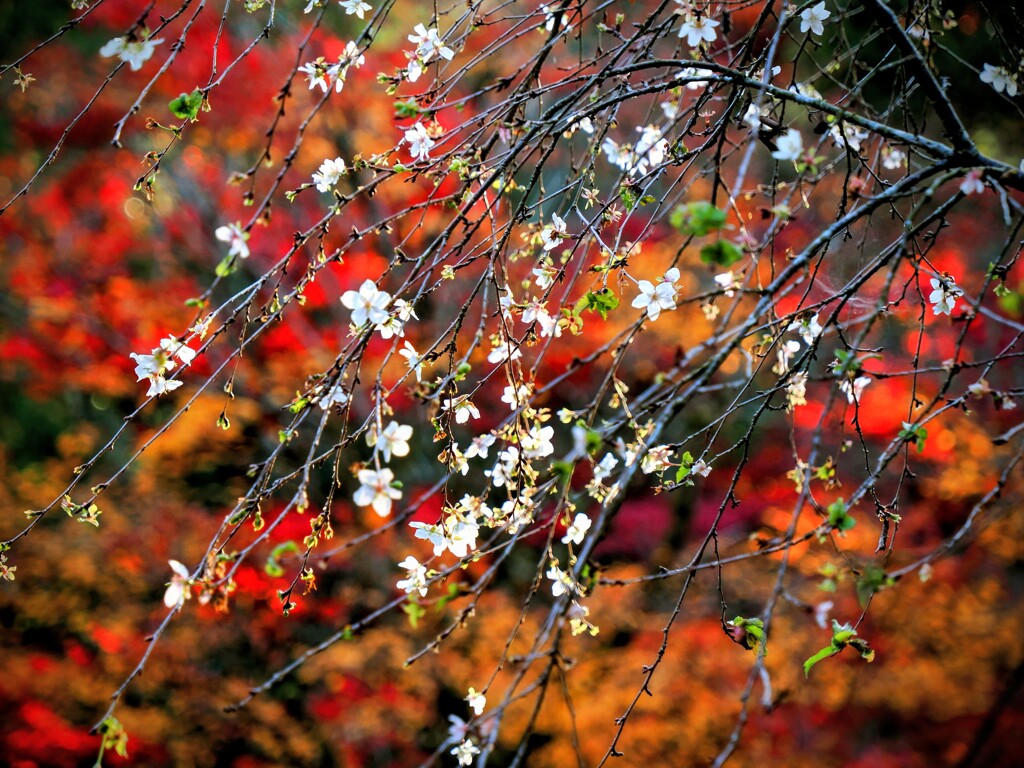 色とりどりの紅葉を背景に咲き誇る桜