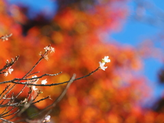 朱に彩られる四季桜