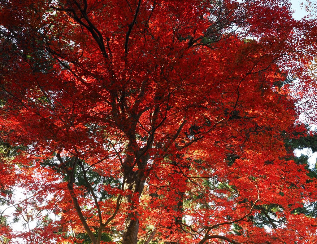 紅に畏怖を感じる