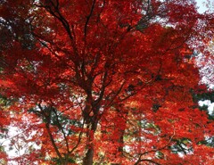 紅に畏怖を感じる