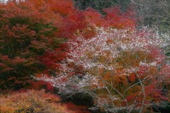 燃える山に咲く桜