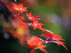 葉先まで色付いて