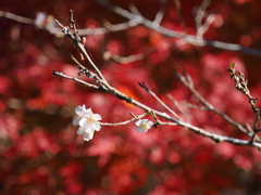 赤を背景に浮かび上がる桜