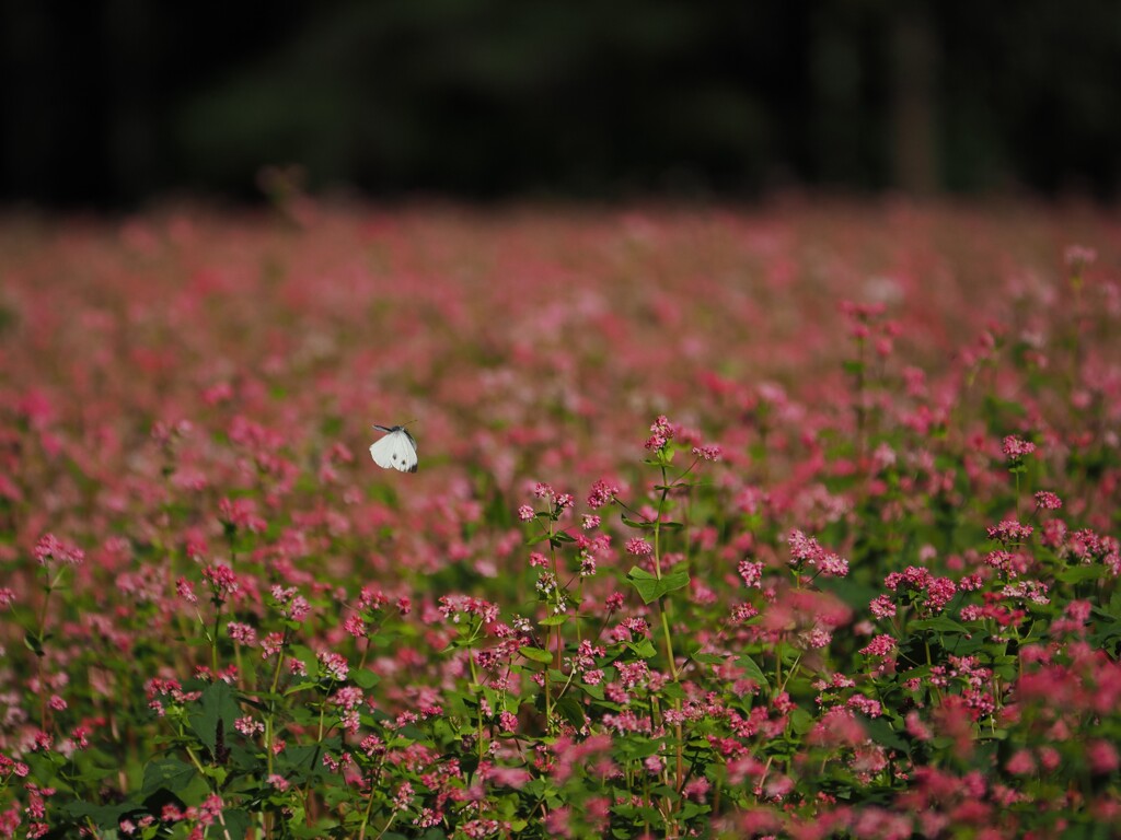 あの花を目指して