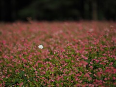あの花を目指して
