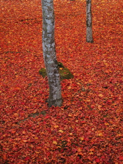 紅く染まる箱庭