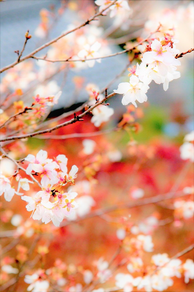 桜、秋に咲く
