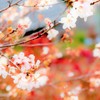 桜、秋に咲く