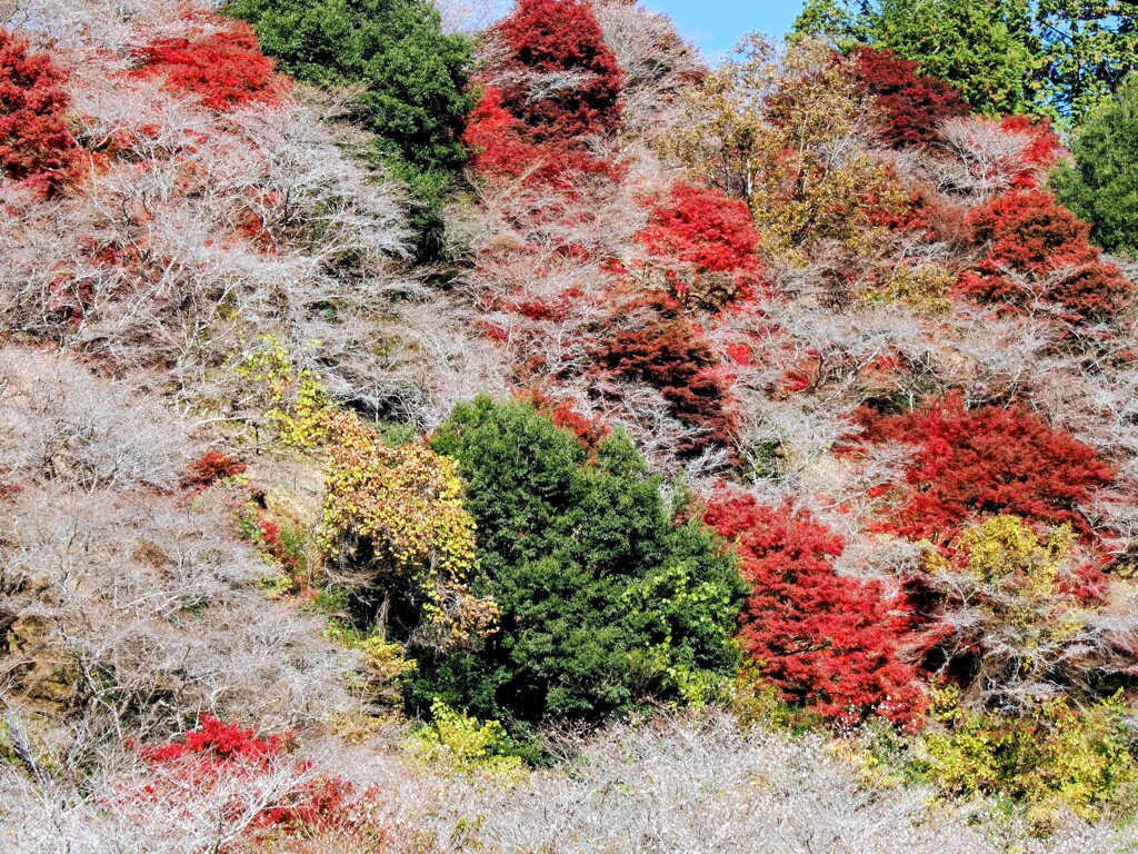 四季桜の山がそろそろ見頃1