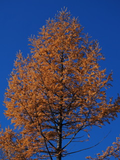 青い空に燃え上がる落葉松