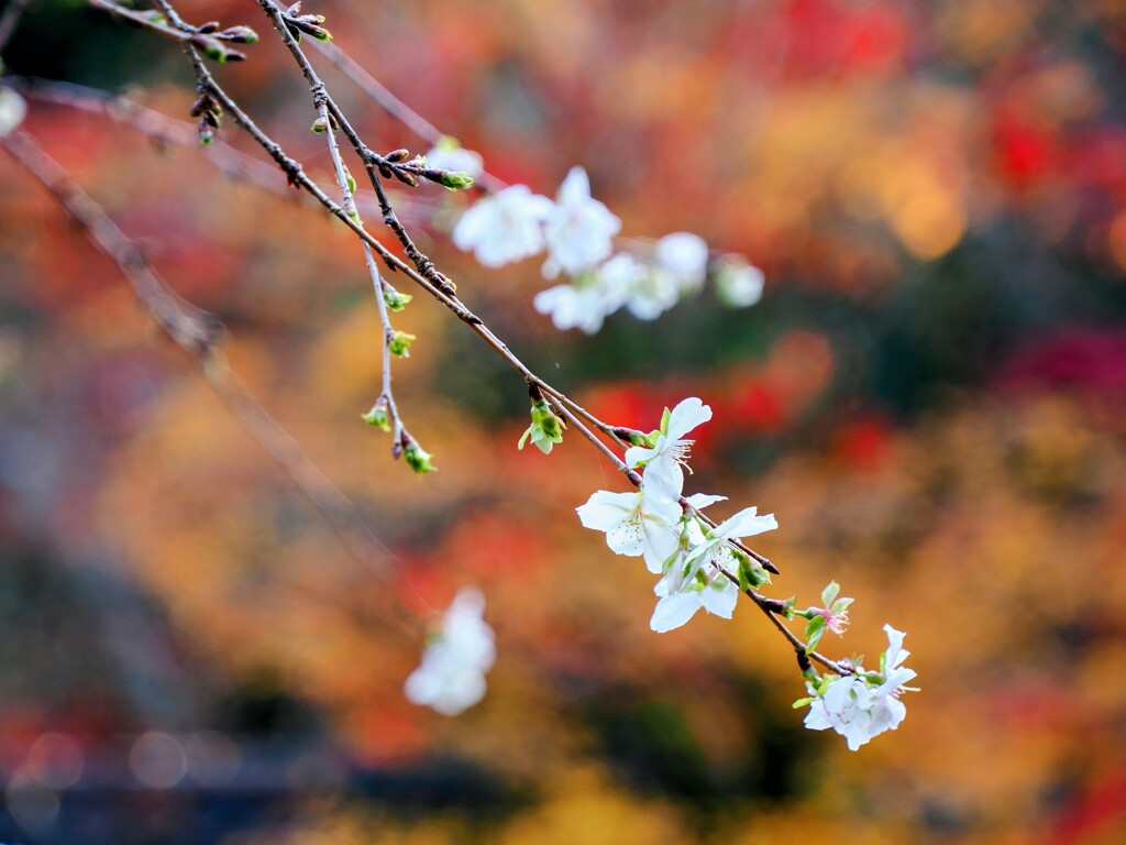 西明寺のお庭を彩る桜