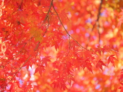 朱に没れる幸せ