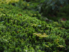 コケの木立の中に小さな雨傘ひとつ