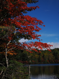 白駒池に秋、訪れる