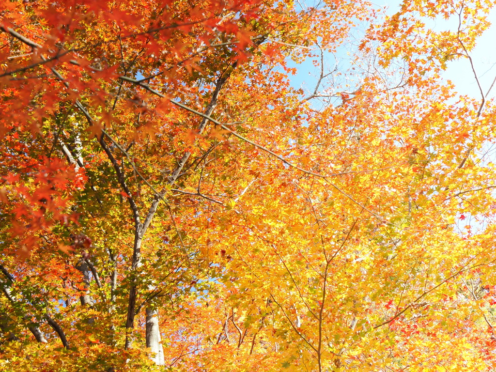 空を埋め尽くす秋の色