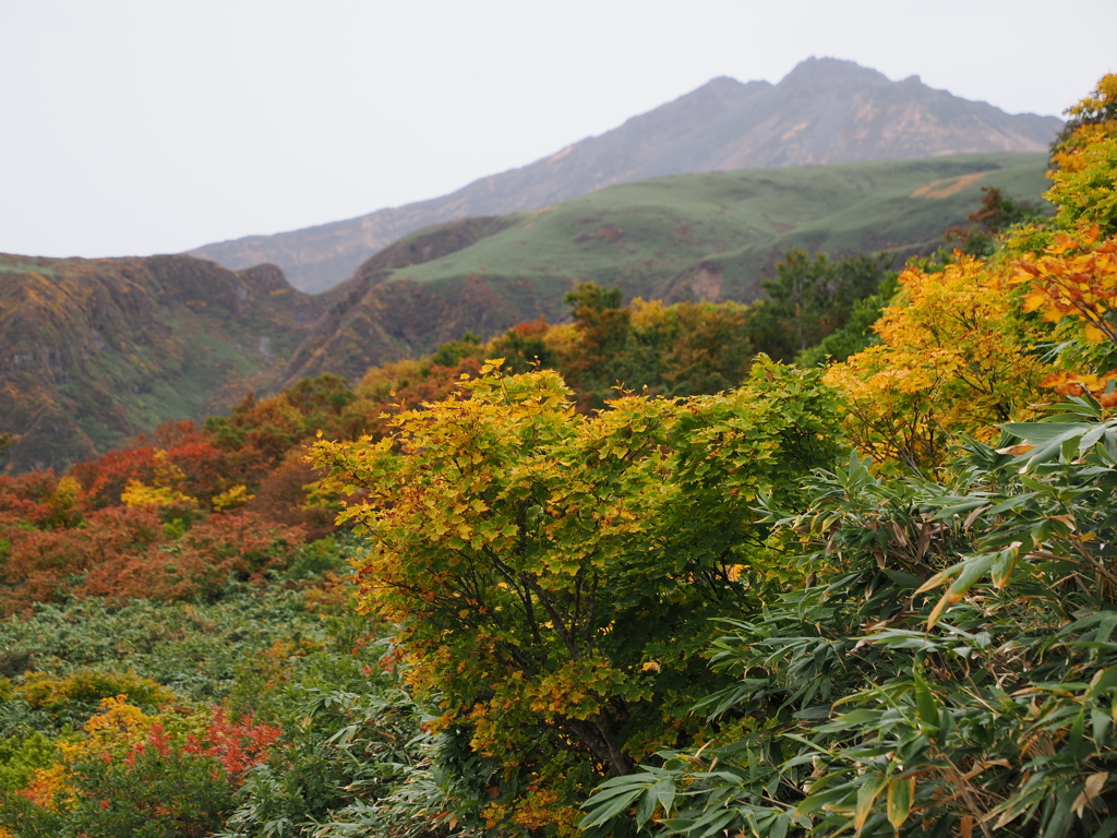 紅葉越しの鳥海山