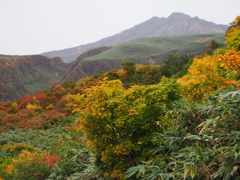 紅葉越しの鳥海山