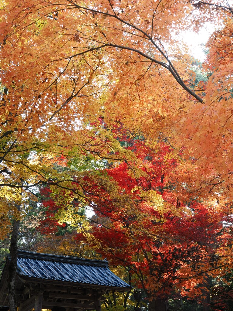 秋の色に呑み込まれる