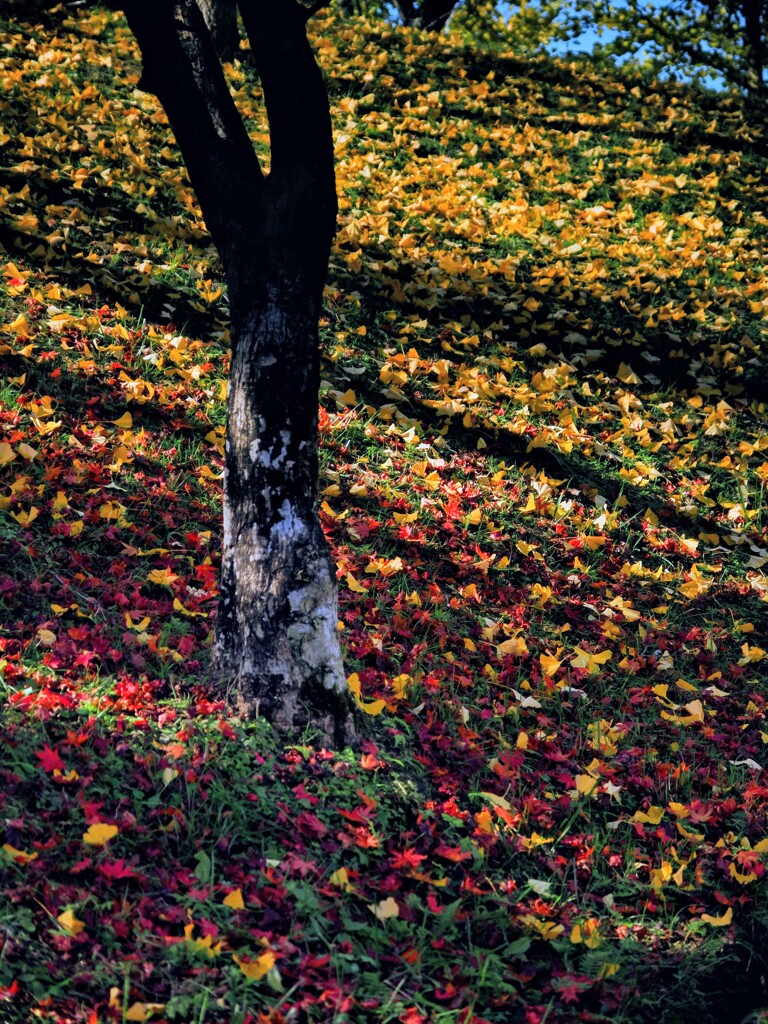 紅葉から銀杏へ