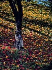 紅葉から銀杏へ