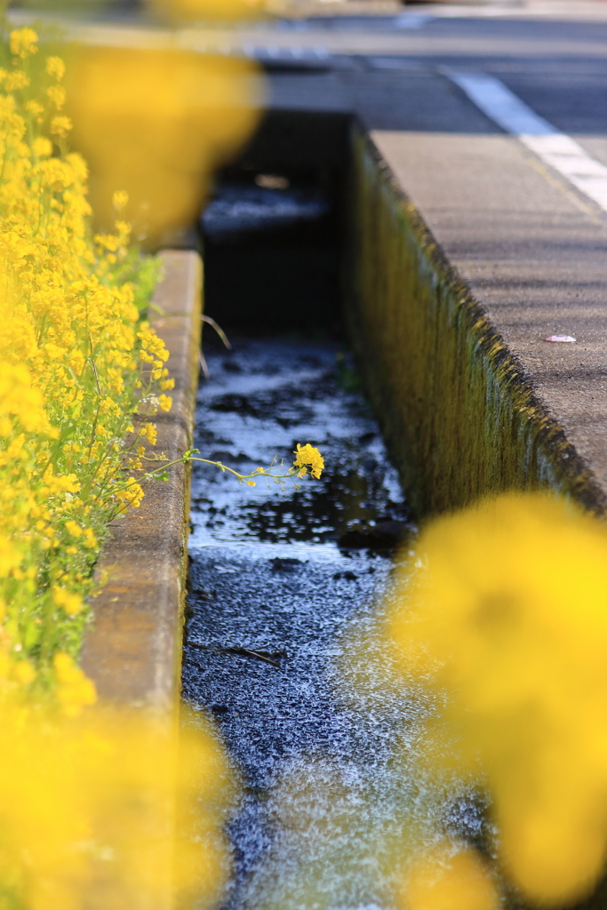 菜の花